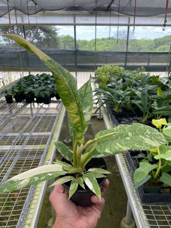 philodendron varieties rare Philodendron Ring of Fire Variegated