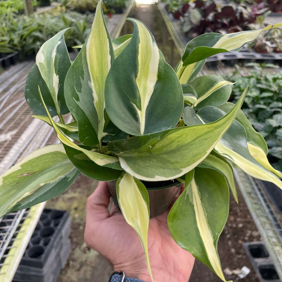house plant with stripes on leaves Philodendron Silver Stripe
