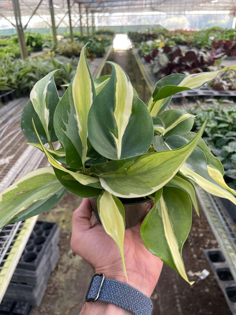 Philodendron 'Silver Stripe' Plants at All About Planties