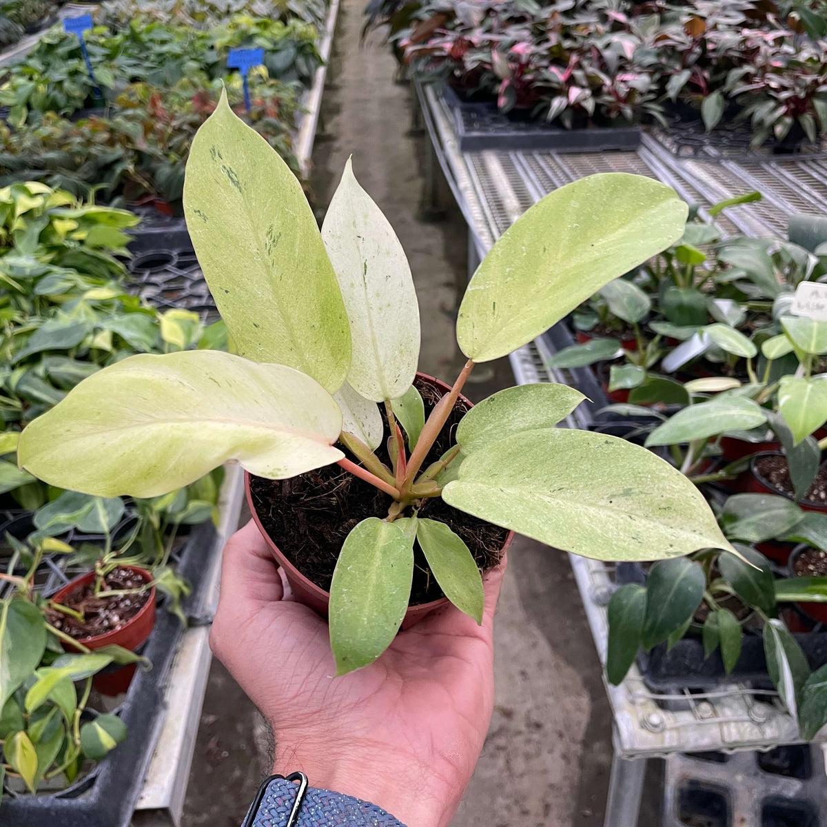 Philodendron 'Snowdrift' Plants at All About Planties