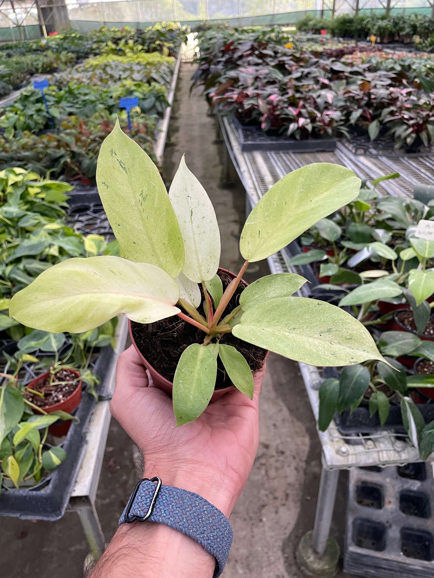 philodendron snowdrift Philodendron 'Snowdrift' - Large Variegated Heart-Shaped Aroid