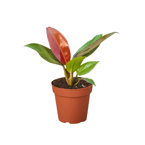 red leafed philodendron Philodendron ‘Sun Red’ Live Plant