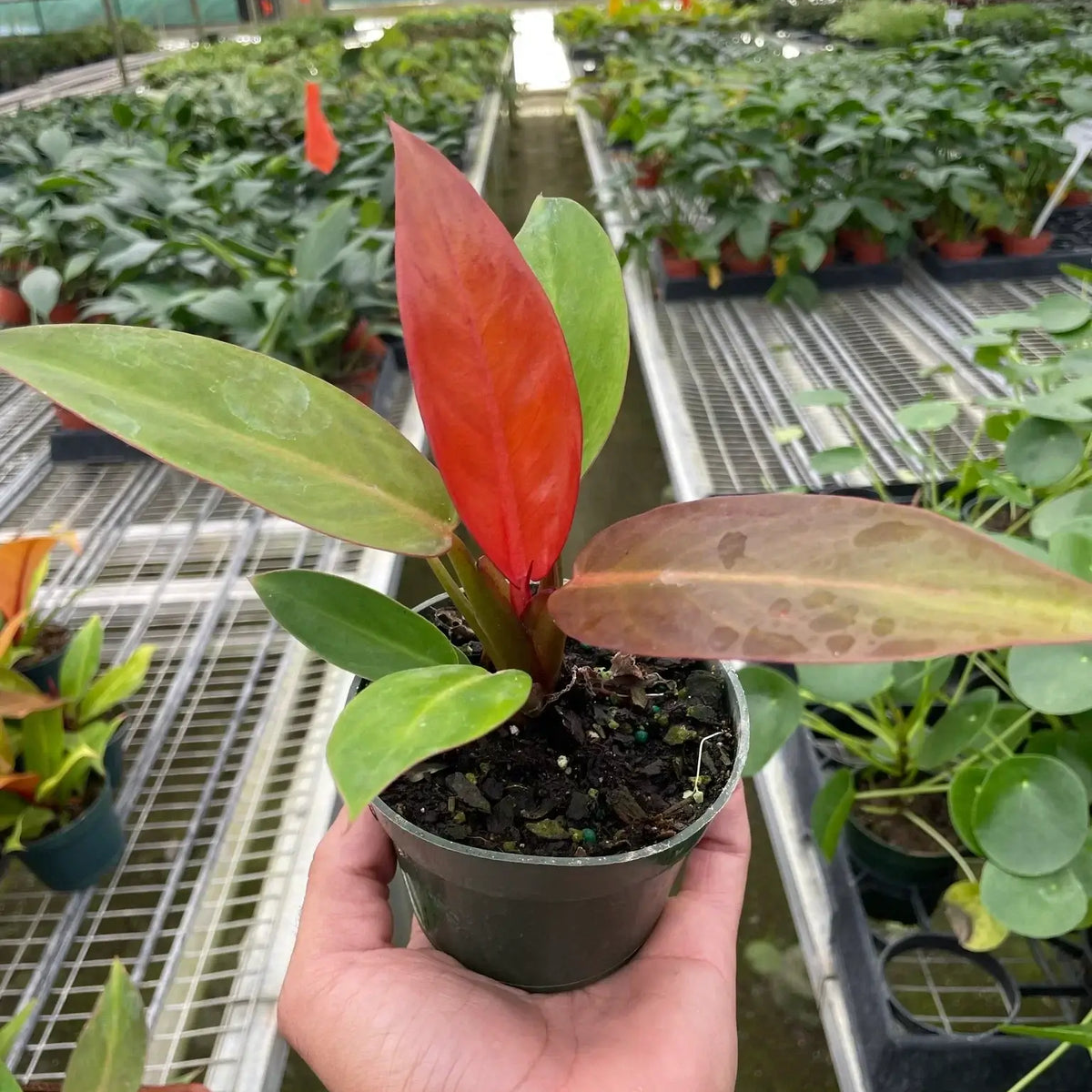 Philodendron 'Sun Red' Indoor Plant at All About Planties