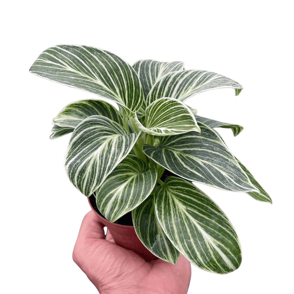 calathea philodendron Philodendron White Measure