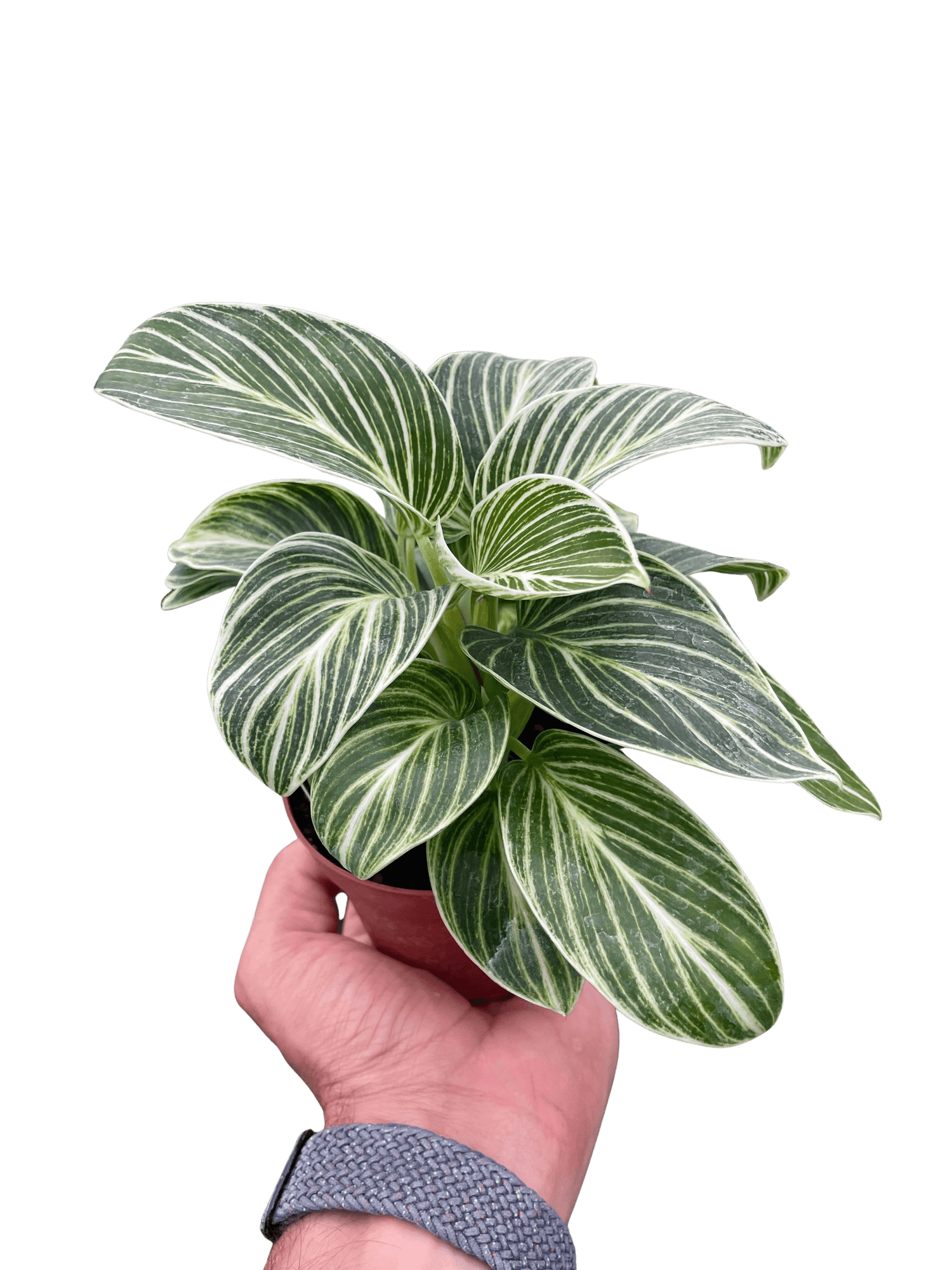 paper white philodendron Philodendron White Measure - Rare Variegated Plant