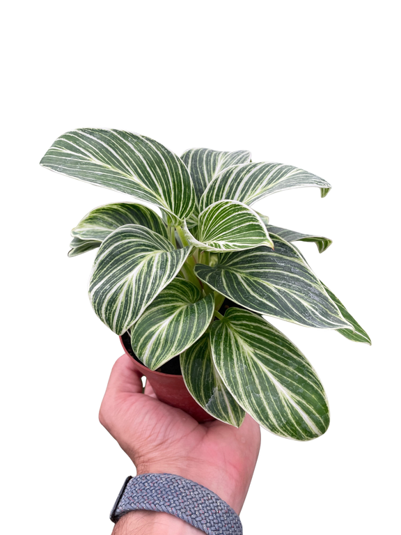 Philodendron White Measure | Rare and Variegated Indoor Plant | All About Planties