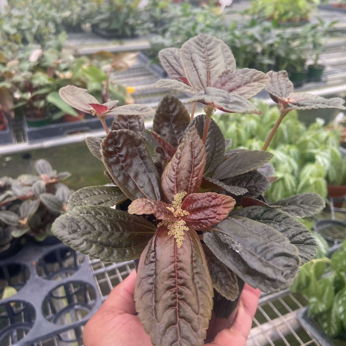 indoor chocolate plant Pilea 'Chocolate'