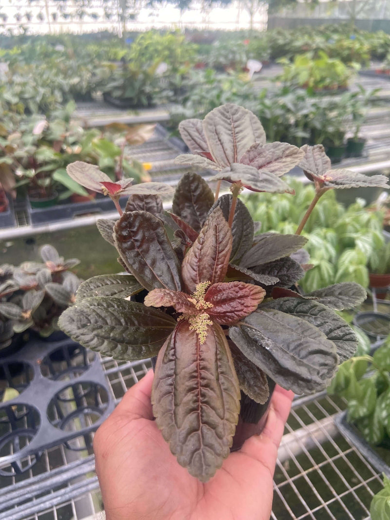 Pilea 'Chocolate' | Pet-Friendly and Easy-Care Indoor Plant  | All About Planties™