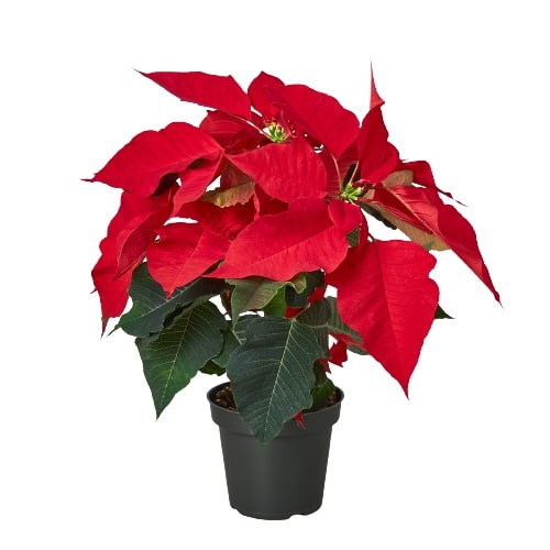 Poinsettia Red | Classic Holiday Plant | All About Planties