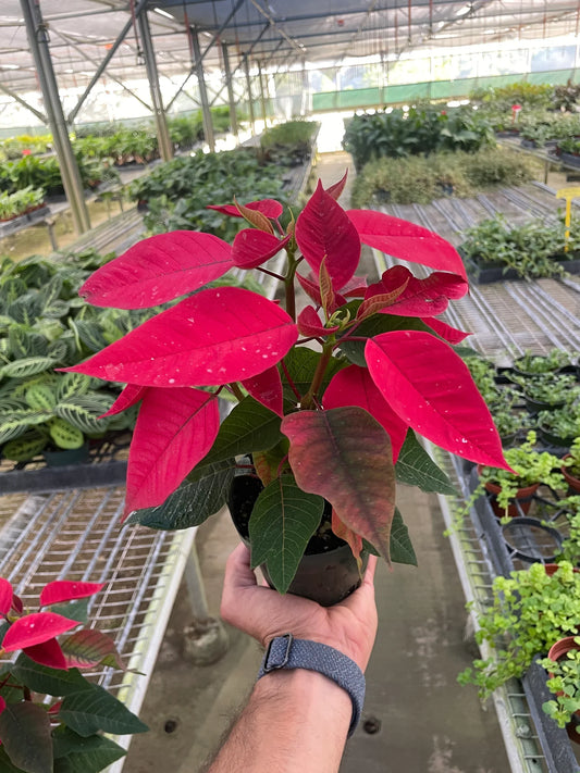 Poinsettia Red | Classic Holiday Plant | All About Planties