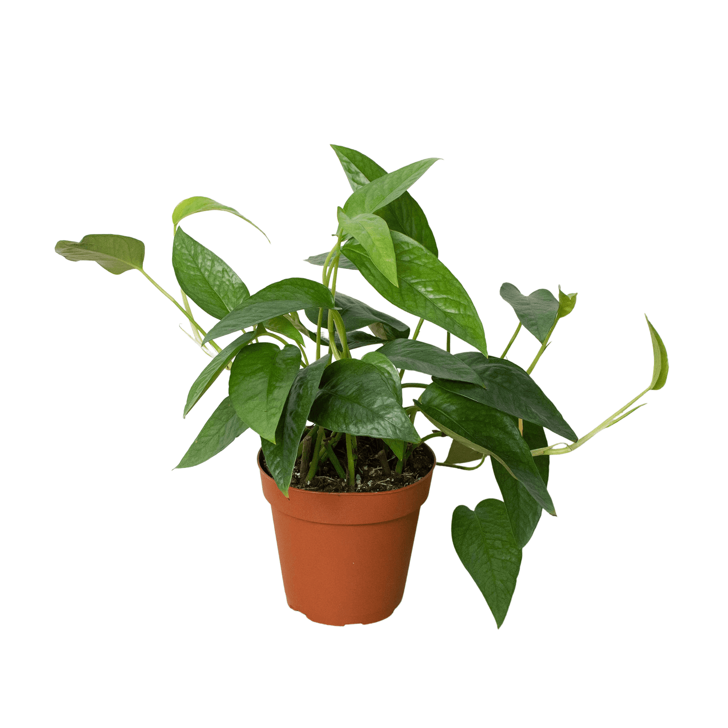 Pothos Cebu Blue - example plant in monthly subscription box
