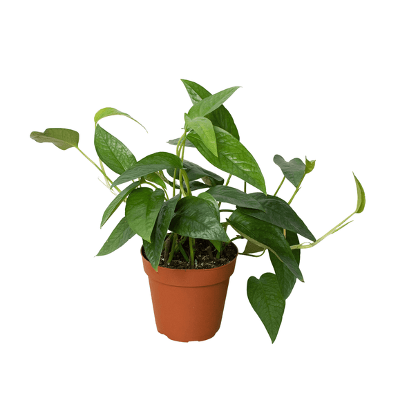 Pothos Cebu Blue - example plant in monthly subscription box

