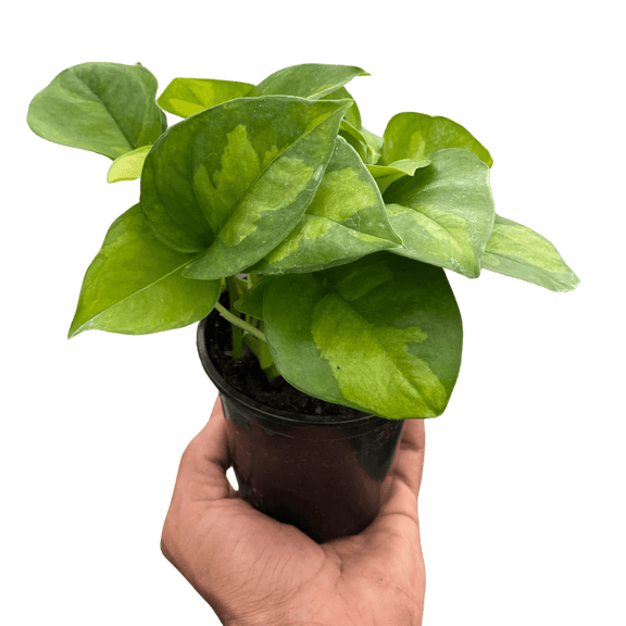 variegated global green pothos Pothos 'Global Green'