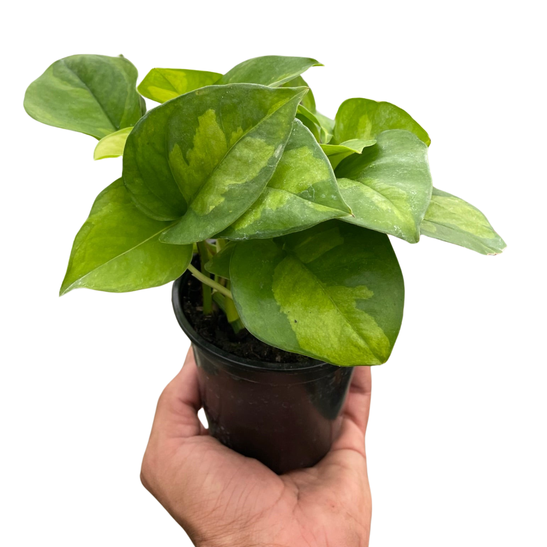 Pothos 'Global Green' Plants at All About Planties