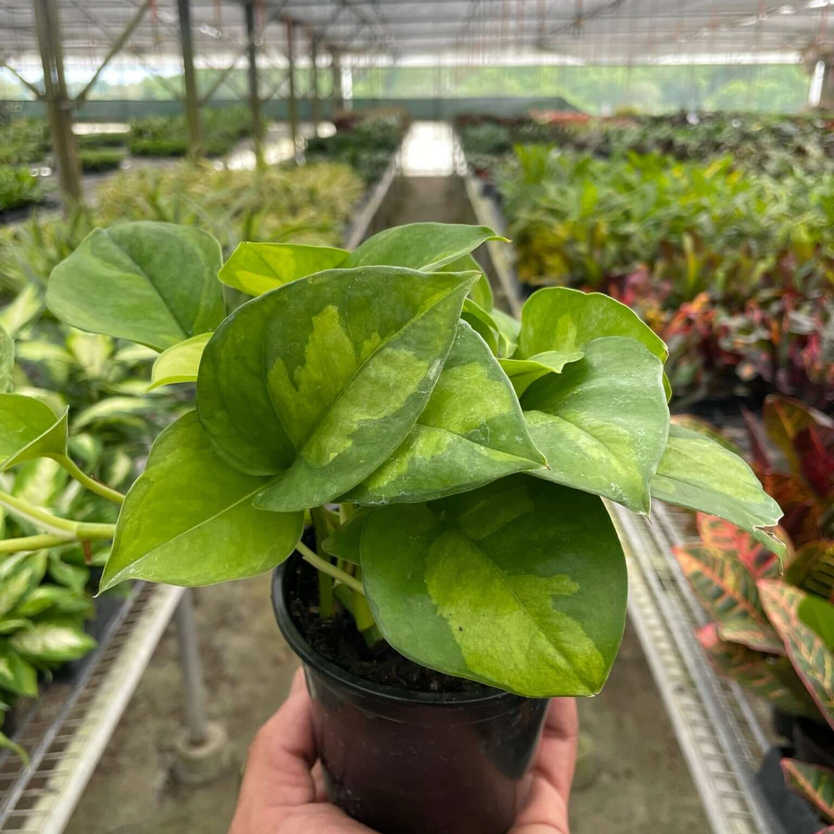 Pothos 'Global Green' Plants at All About Planties