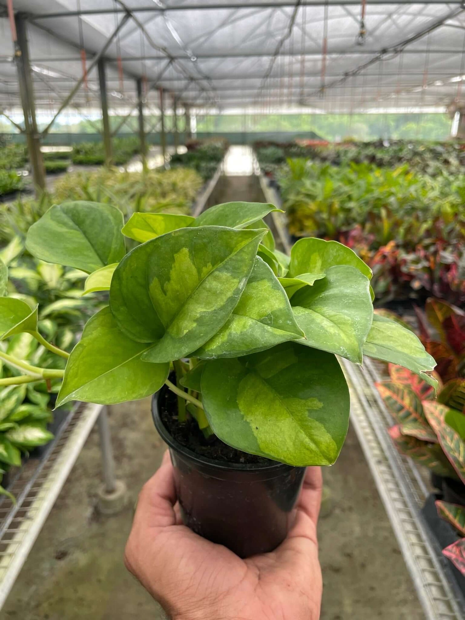 global green pothos variegated Pothos Global Green - Variegated Trailing Plant