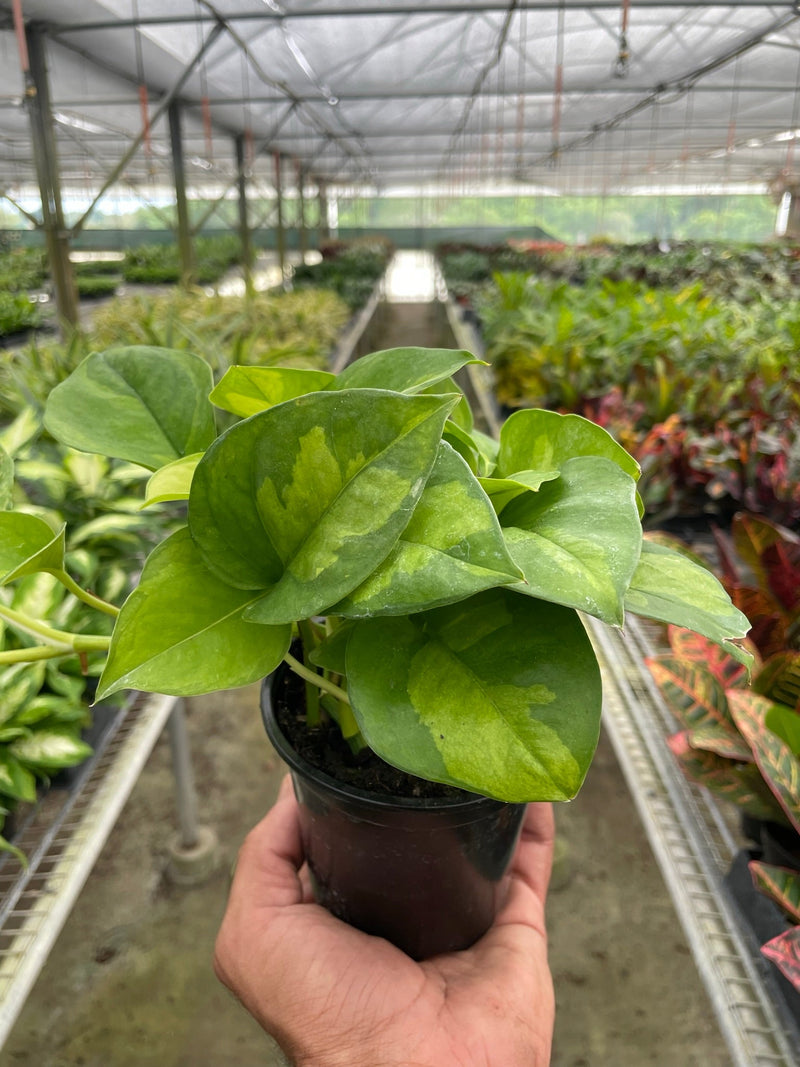 Pothos 'Global Green' Plants at All About Planties