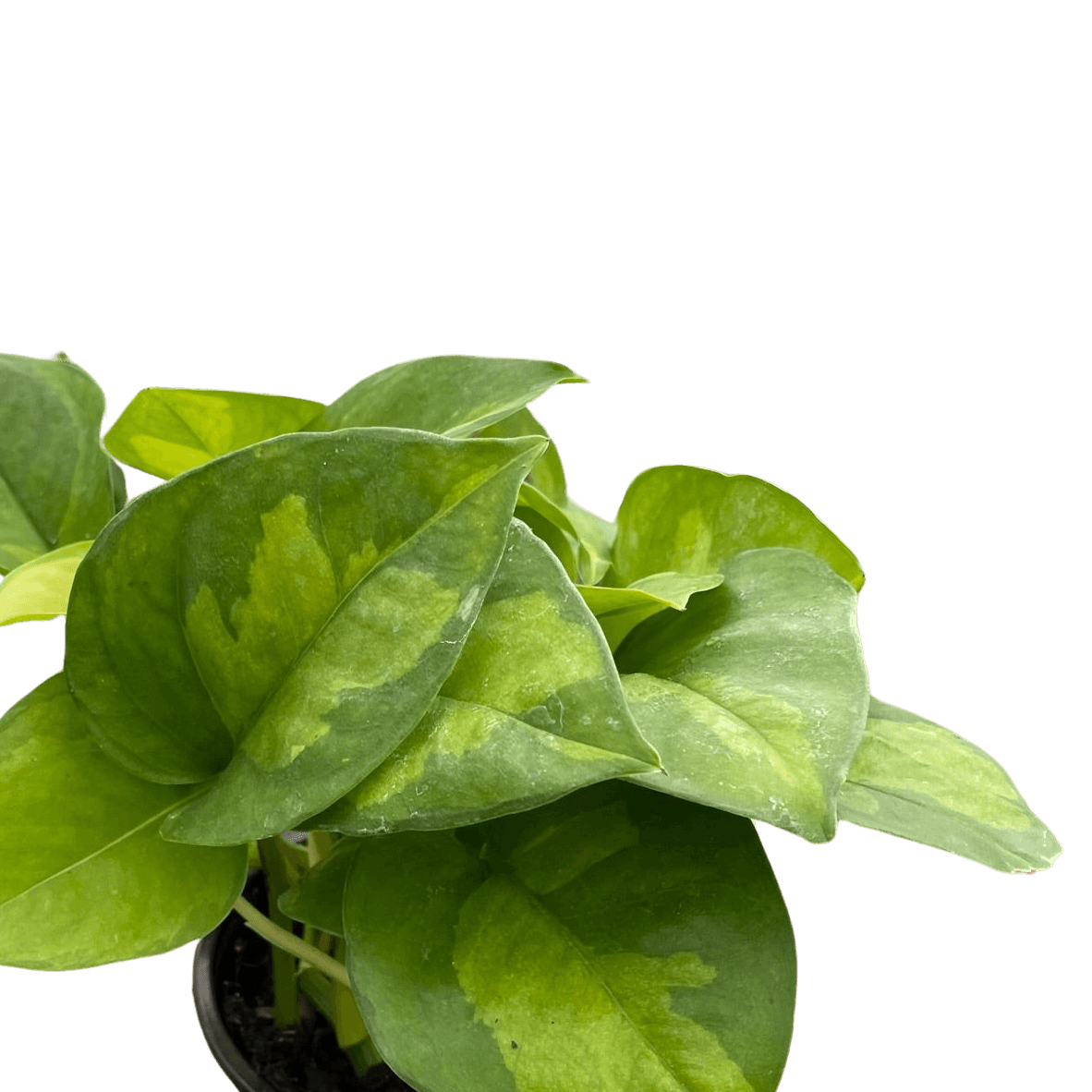 green globe pothos Pothos 'Global Green'
