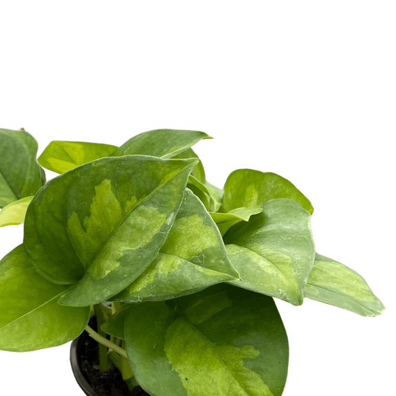 global green pothos variegated Pothos 'Global Green'