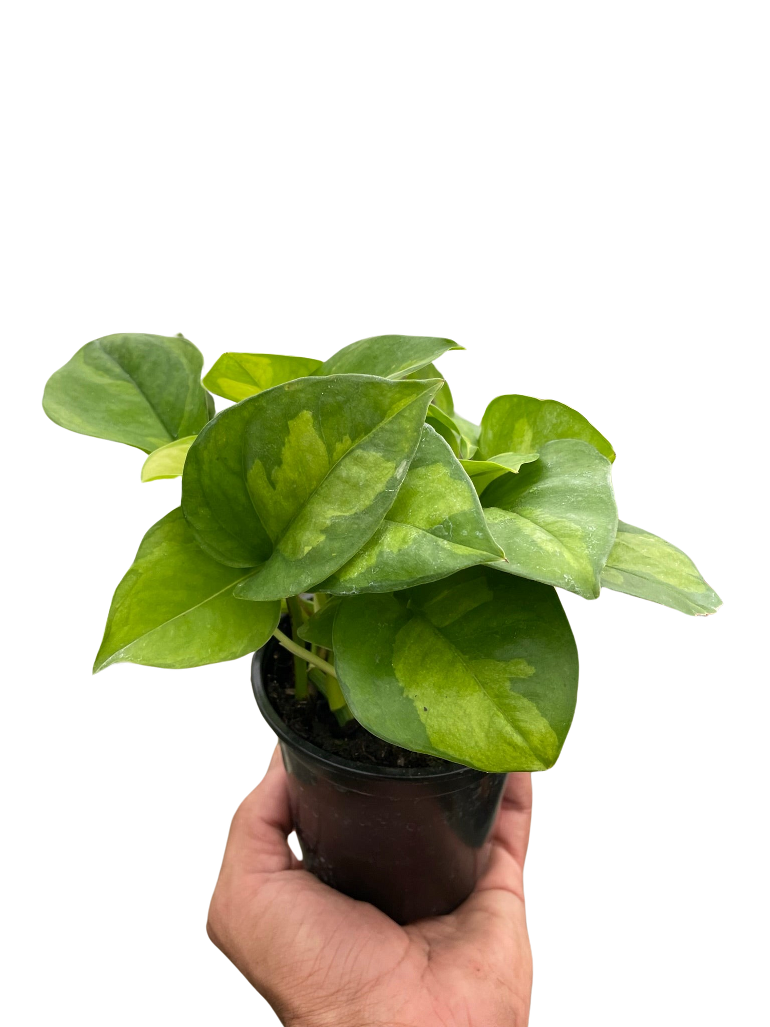 Pothos 'Global Green' Plants at All About Planties