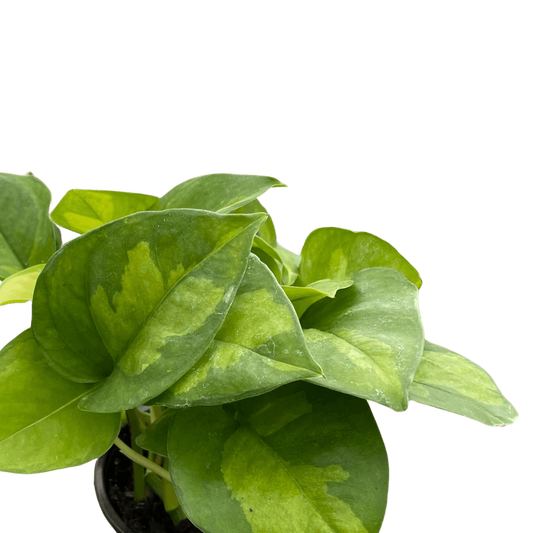 Pothos 'Global Green' Plants at All About Planties