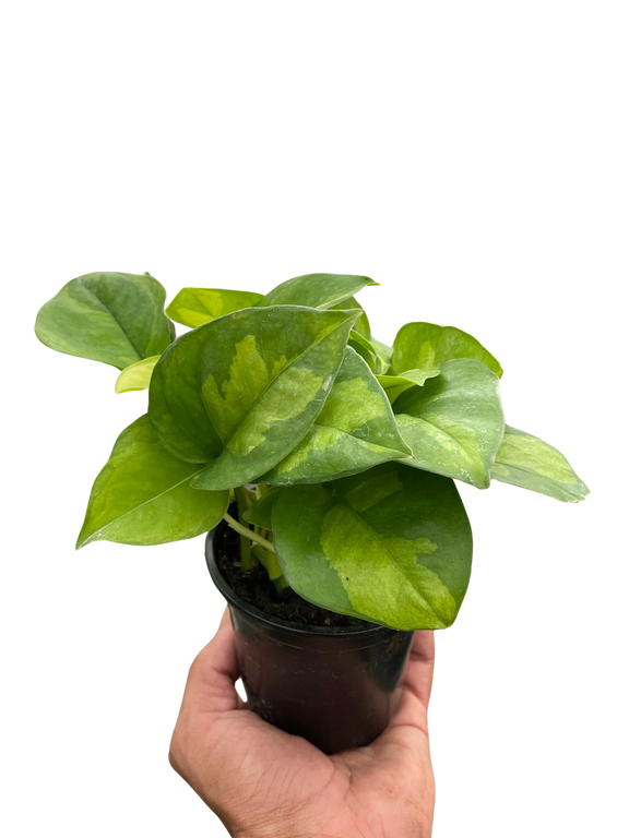 Pothos 'Global Green' Plants at All About Planties