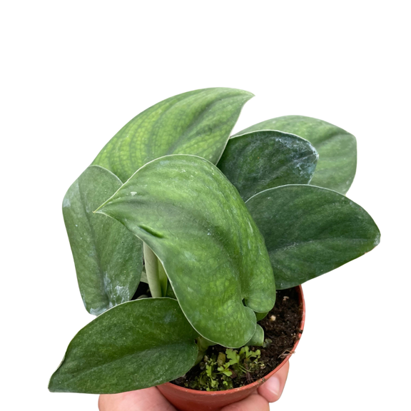 pothos-jade-satin plant