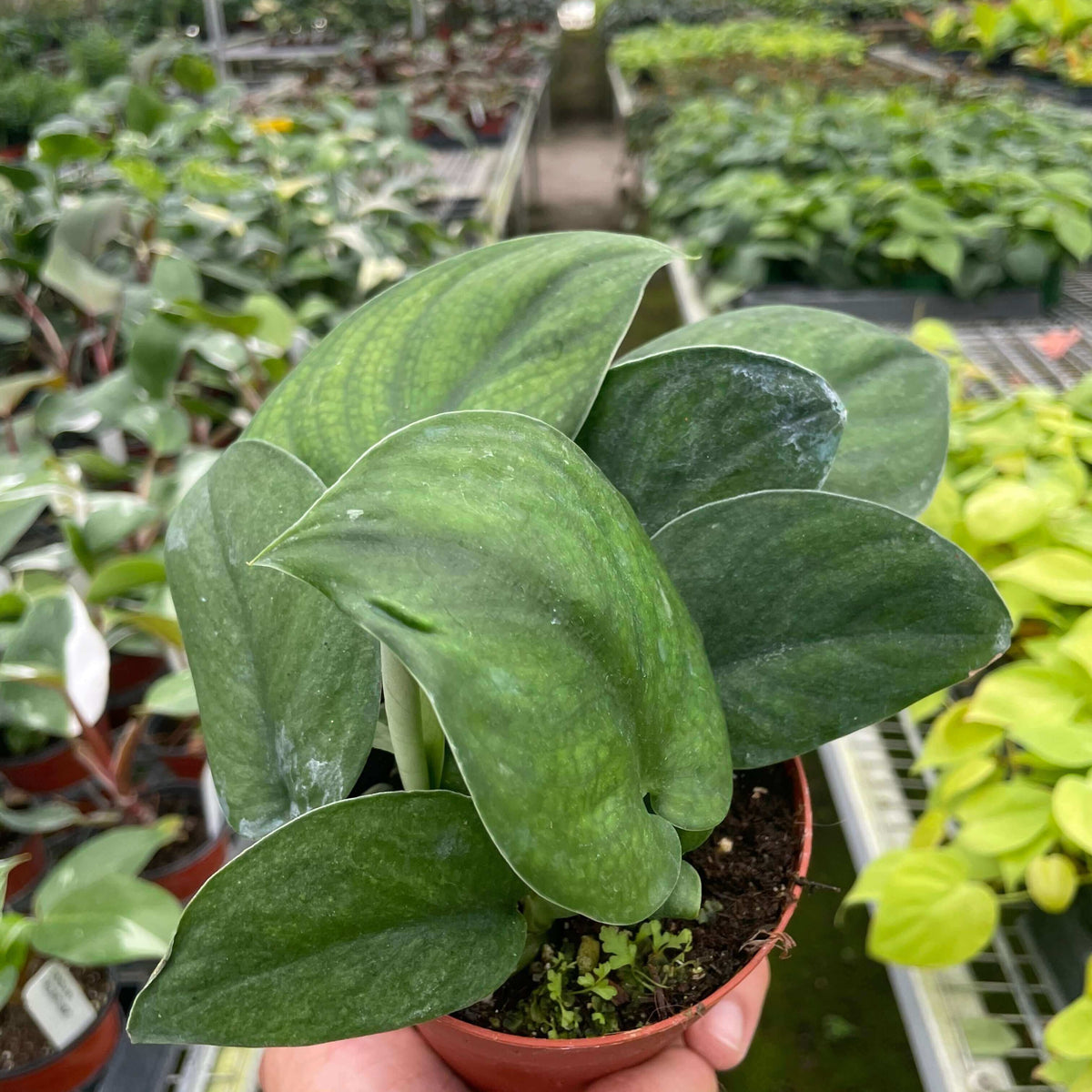 Pothos Jade Satin plant with velvety green leaves in a nursery setting, showcasing its unique texture and climbing habit by All About Planties™