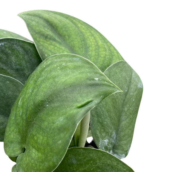 pothos-jade-satin