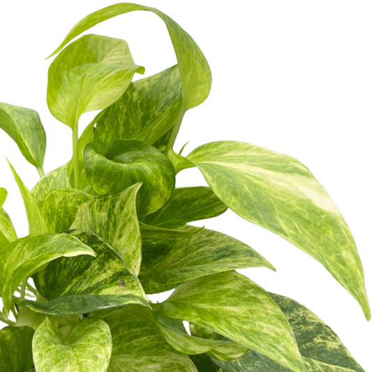 Close up of  potted Pothos Neon Queen plant from All About Planties™
