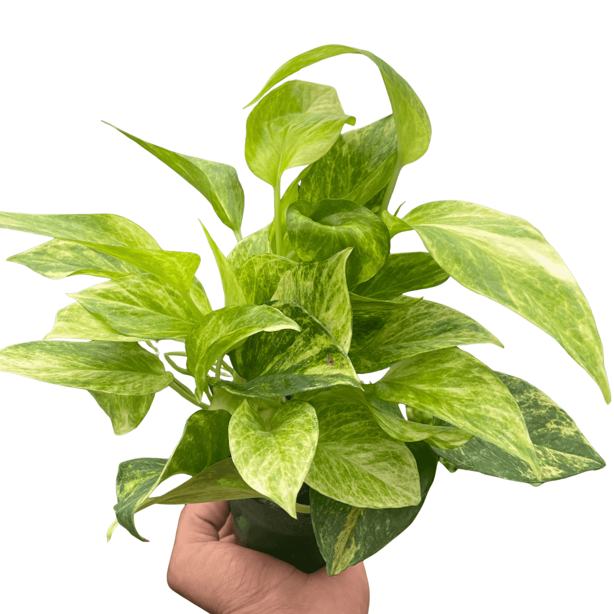 lush leaves pothos plant DecoraciOn 4-POTHOS-NEON Neon Pothos Plant in 4 in. Pot