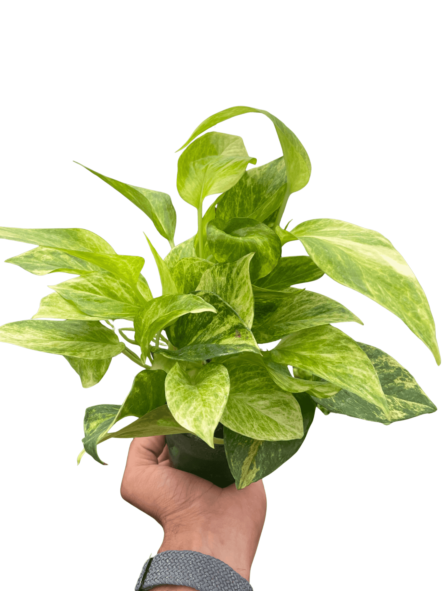 variegated neon pothos for sale DecoraciOn 4-POTHOS-NEON Neon Pothos Plant in 4 in. Pot