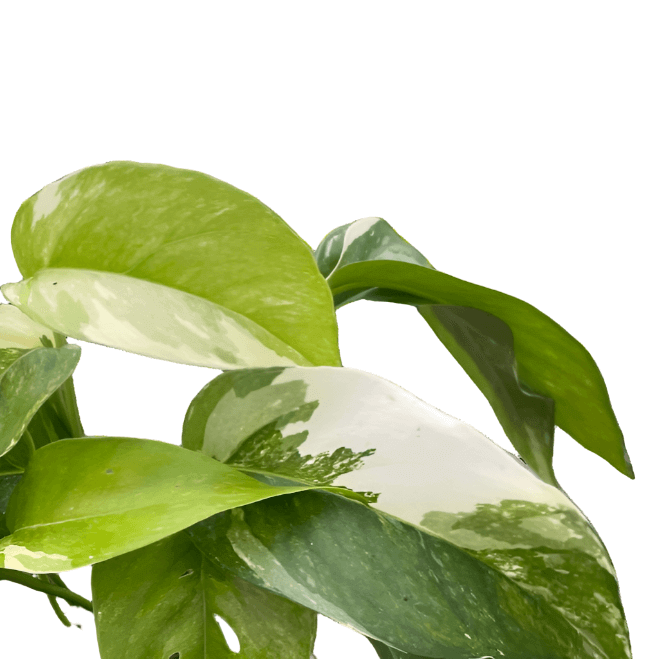 albino pothos plant Pothos Albo Variegata