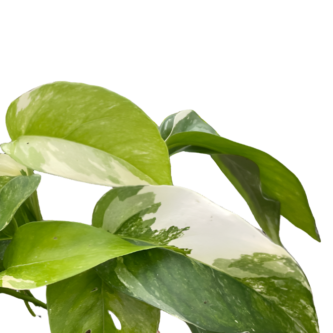 close up of pothos-albo-variegata-plant