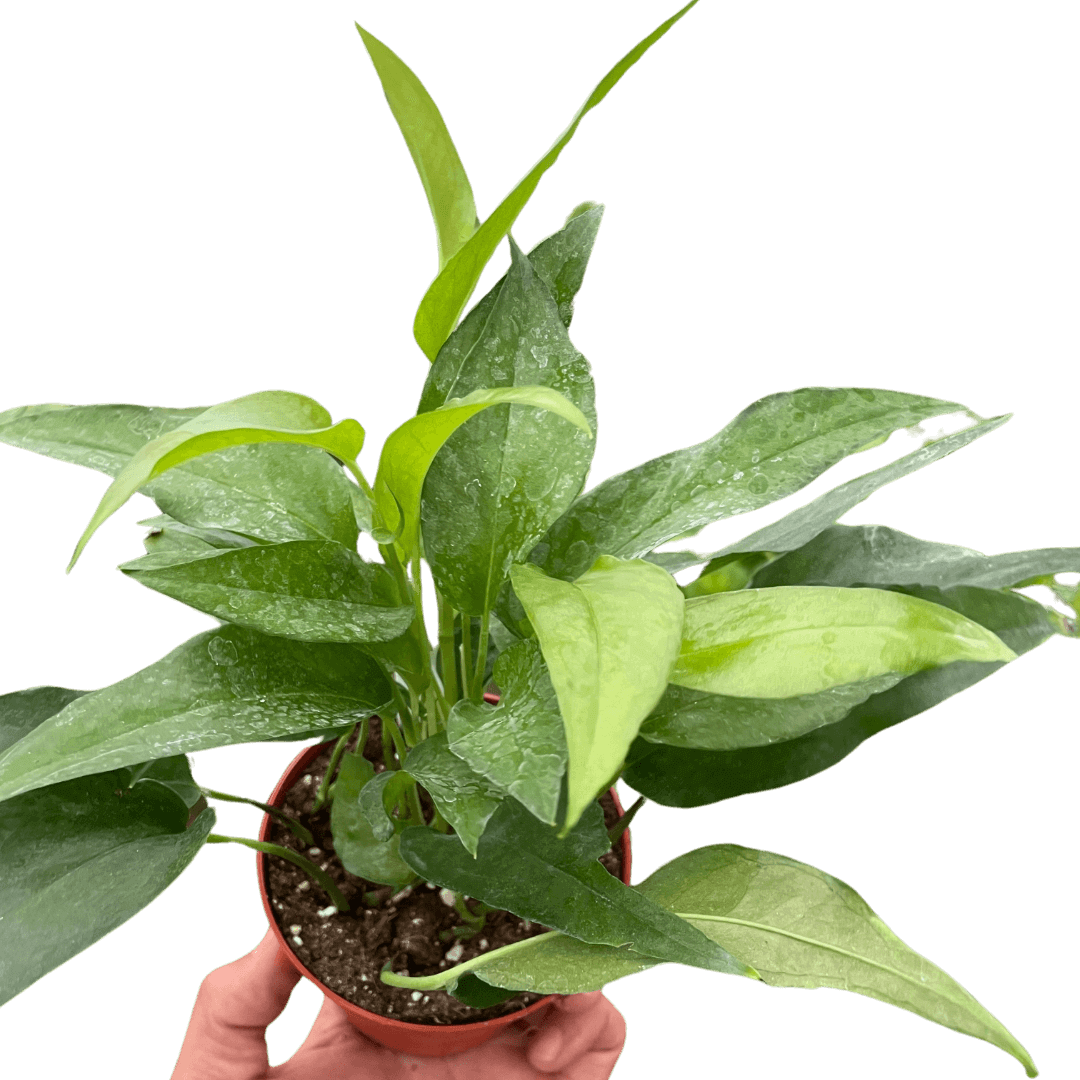 Pothos 'Skeleton Key'