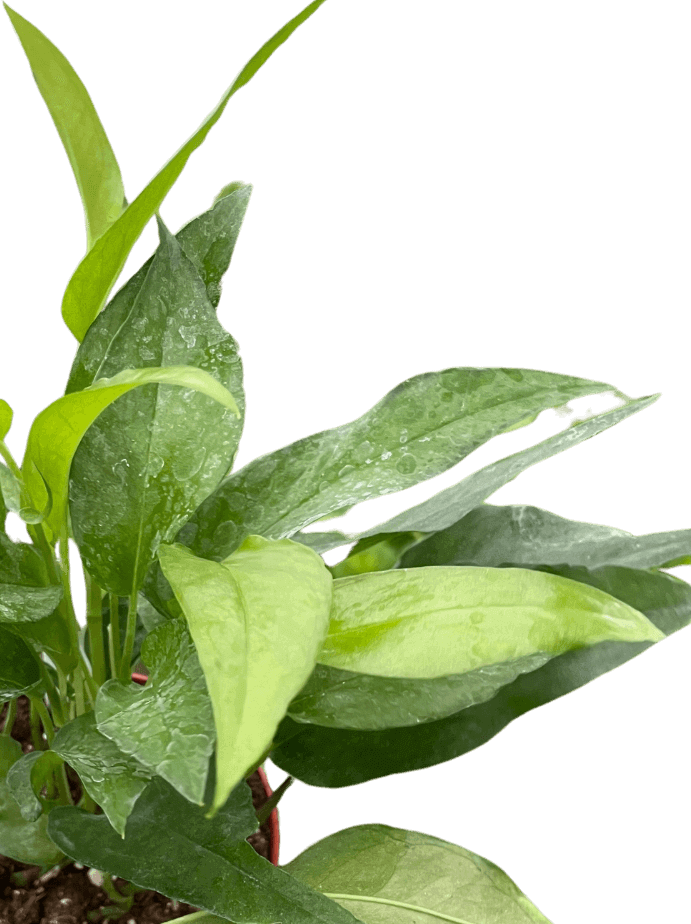 Pothos 'Skeleton Key'