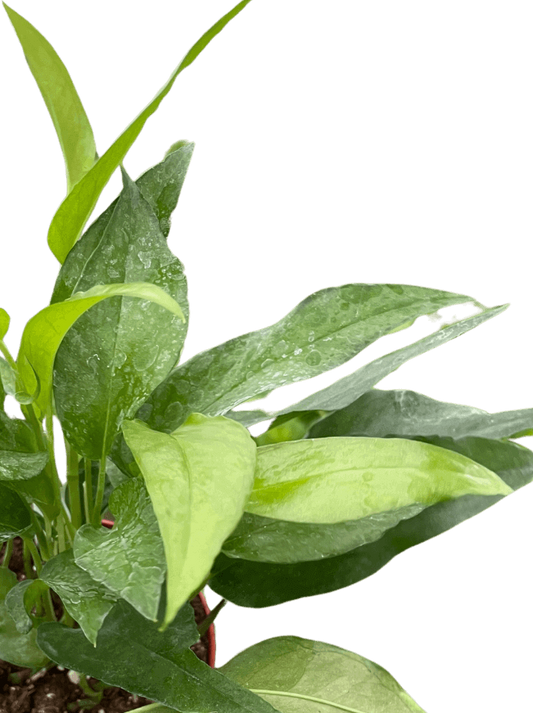 Pothos 'Skeleton Key'