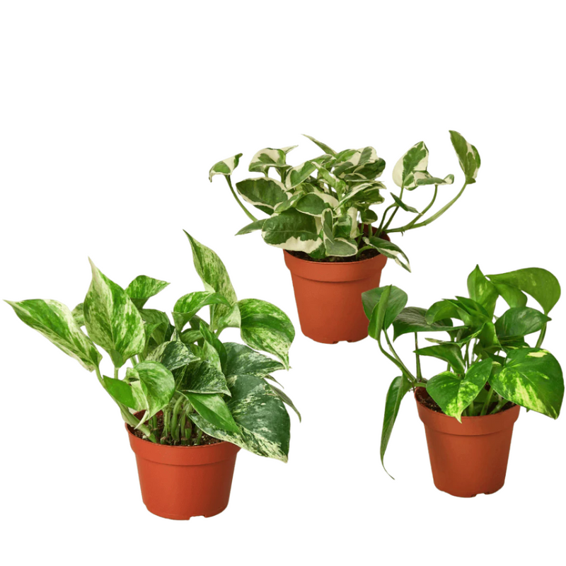 Photos Plant Variety 3-Pack | All About Planties