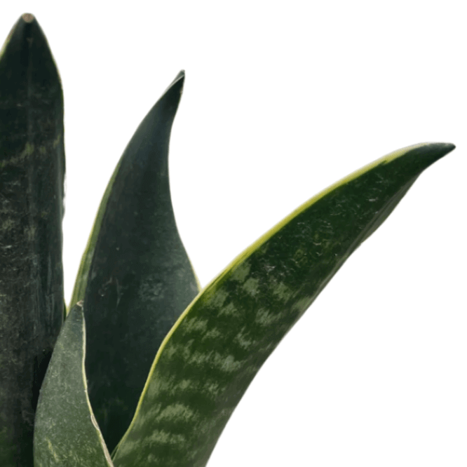 Close up of snake-plant-fabi