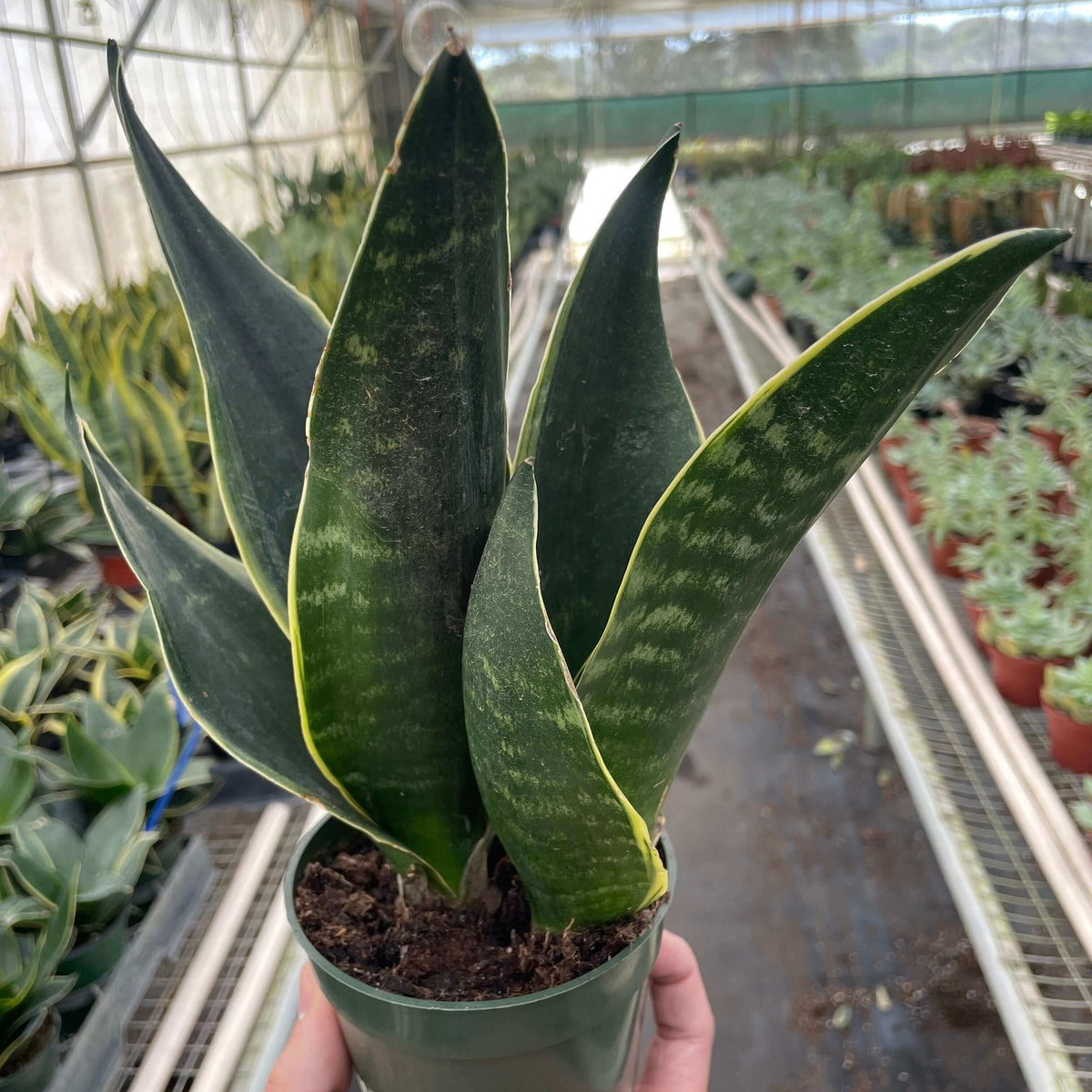 Snake Plant 'Fabi'