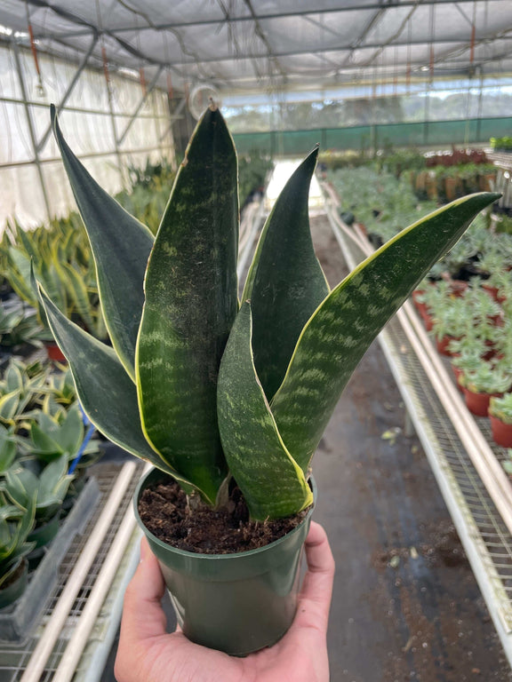 flimsy snake plant Snake Plant Fabi