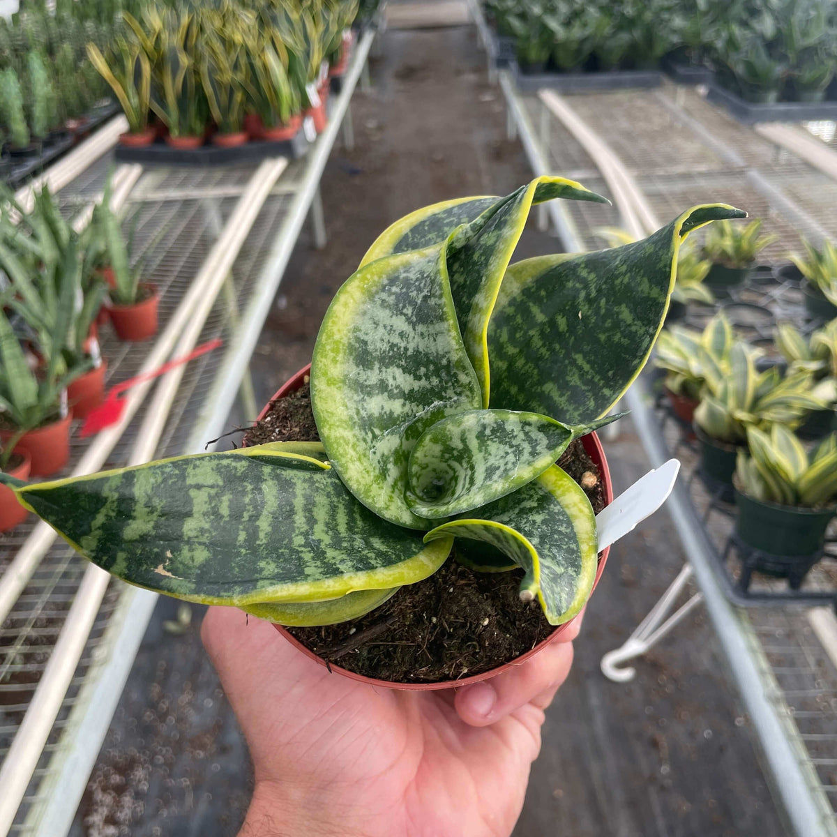 Snake Plant Twist | Twisted Sansevieria Indoor Plants at All About Planties