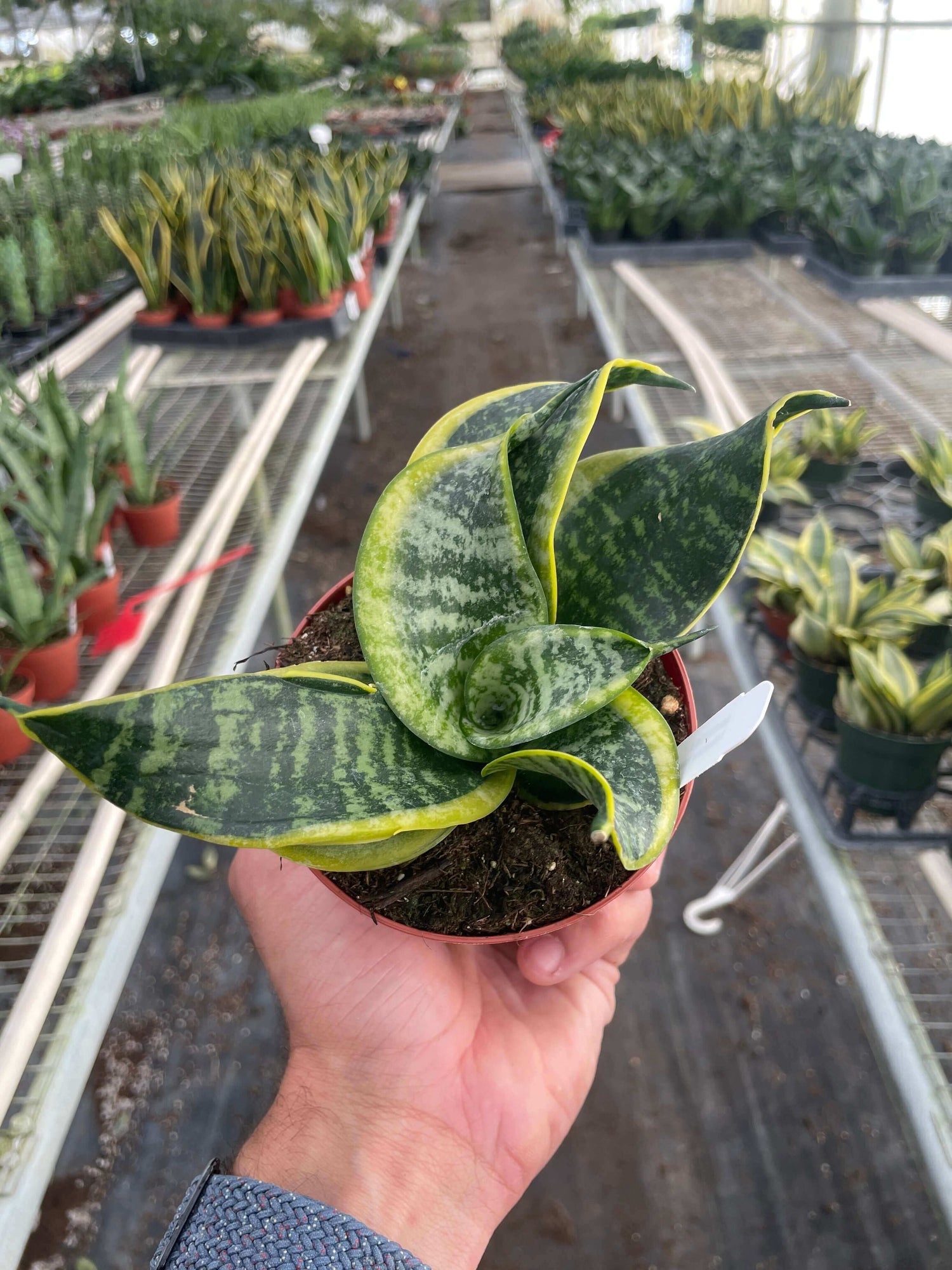 Hand showing a snake-plant-twist plant