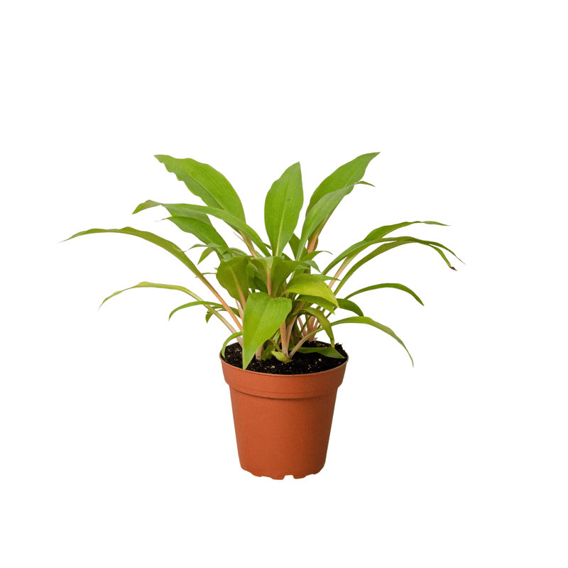 Pet Safe - Mystery Houseplant Subscription Box