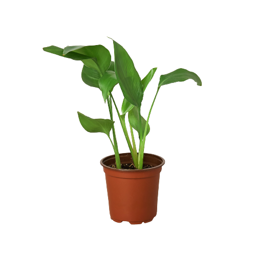 white bird pothos plant White Bird of Paradise, Strelitzia Nicolai