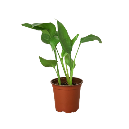White Bird of Paradise Plant | Indoor Plants | All About Planties