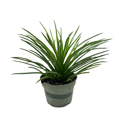 Agave 'Twin Flower' | Hardy and Easy-Care Succulent  | All About Planties™