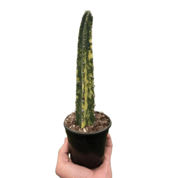 Variegated Blue Candle Cactus | Unique & Easy-Care Succulent