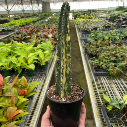 Variegated Blue Candle Cactus | Unique & Easy-Care Succulent  | All About Planties™