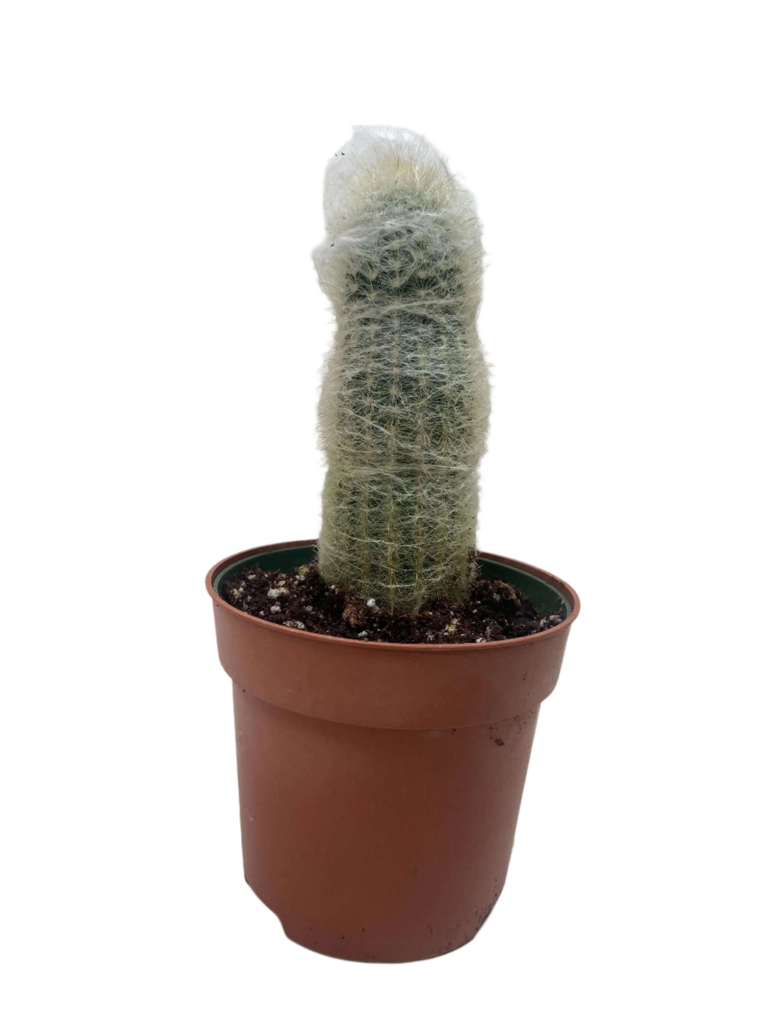 old man succulent Old Man Cactus